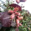 Фундук лещина Ламберта Краснолистный (Lambert the Red-leaved) 5