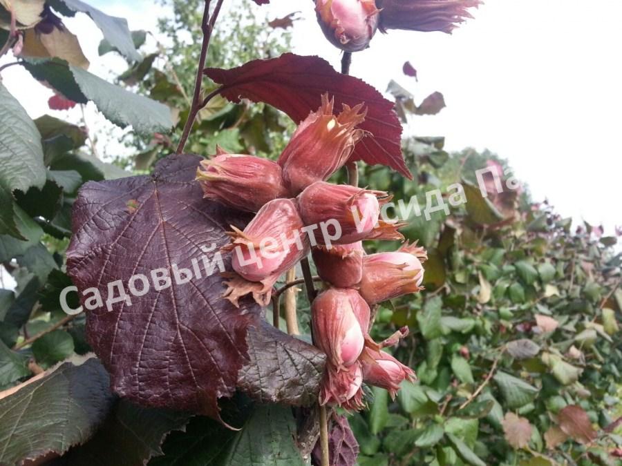 Фундук лещина Ламберта Краснолистный (Lambert the Red-leaved) Фундук лещина Ламберта Краснолистный (Lambert the Red-leaved)