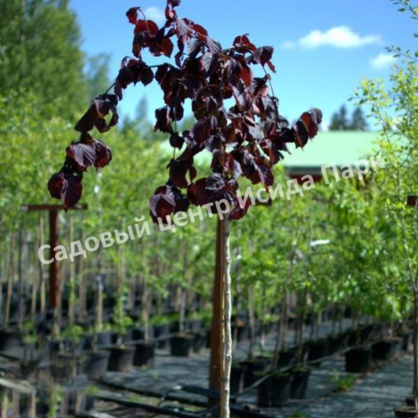 Лещина обыкновенная Пёрпл Амбрелла на штамбе (Purpule Umbrella) Лещина обыкновенная Пёрпл Амбрелла на штамбе (Purpule Umbrella)