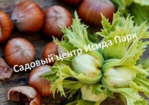 Фундук лещина Быхтинский (Bakhtinsky)