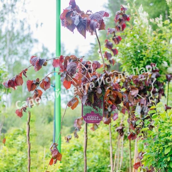 Лещина обыкновенная Пёрпл Амбрелла на штамбе (Purpule Umbrella) Лещина обыкновенная Пёрпл Амбрелла на штамбе (Purpule Umbrella)