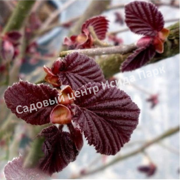 Фундук Лещина обыкновенная Литтл Роб (Little Rob) Фундук Лещина обыкновенная Литтл Роб (Little Rob)