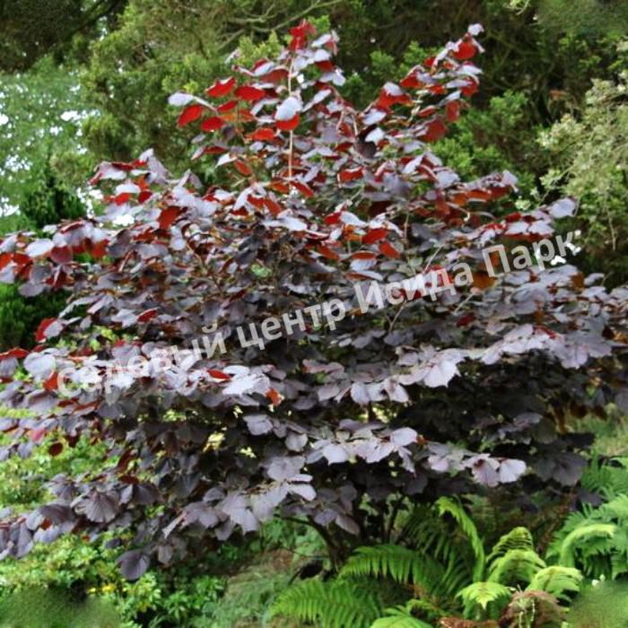 Фундук лещина Род Зеллернут (Rode Zellernoot) Фундук лещина Род Зеллернут (Rode Zellernoot)