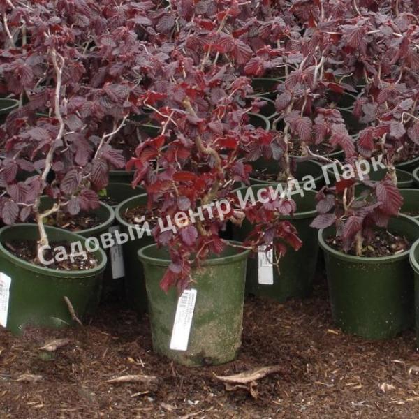 ΠΠ΅ΡΠΈΠ½Π° ΠΎΠ±ΡΠΊΠ½ΠΎΠ²Π΅Π½Π½Π°Ρ Π Π΅Π΄ ΠΠ°Π΄ΠΆΠ΅ΡΡΠΈΠΊ Π½Π° ΡΡΠ°ΠΌΠ±Π΅ (Red Majestic) ΠΠ΅ΡΠΈΠ½Π° ΠΎΠ±ΡΠΊΠ½ΠΎΠ²Π΅Π½Π½Π°Ρ Π Π΅Π΄ ΠΠ°Π΄ΠΆΠ΅ΡΡΠΈΠΊ Π½Π° ΡΡΠ°ΠΌΠ±Π΅ (Red Majestic)