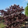 Фундук лещина обыкновенная пурпурная Атропурпурея (Atropurpurea) 8