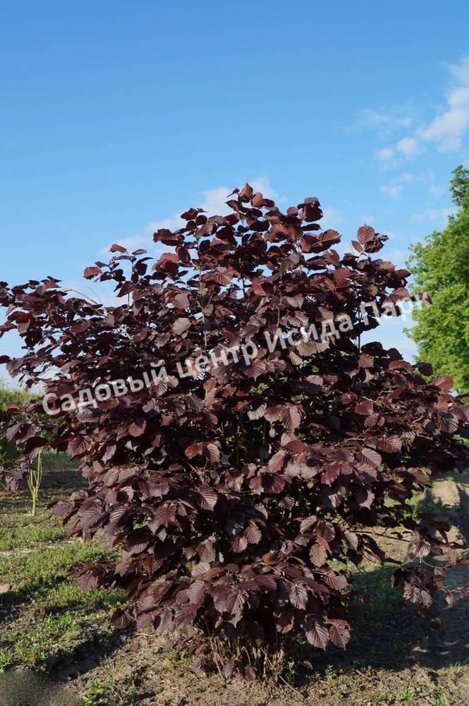 Фундук лещина обыкновенная пурпурная Атропурпурея (Atropurpurea) Фундук лещина обыкновенная пурпурная Атропурпурея (Atropurpurea)