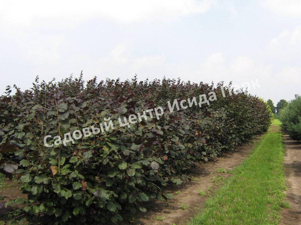 Фундук лещина обыкновенная пурпурная Атропурпурея (Atropurpurea) Фундук лещина обыкновенная пурпурная Атропурпурея (Atropurpurea)