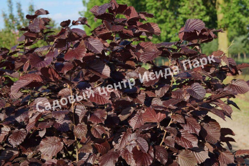 Фундук лещина обыкновенная пурпурная Атропурпурея (Atropurpurea)