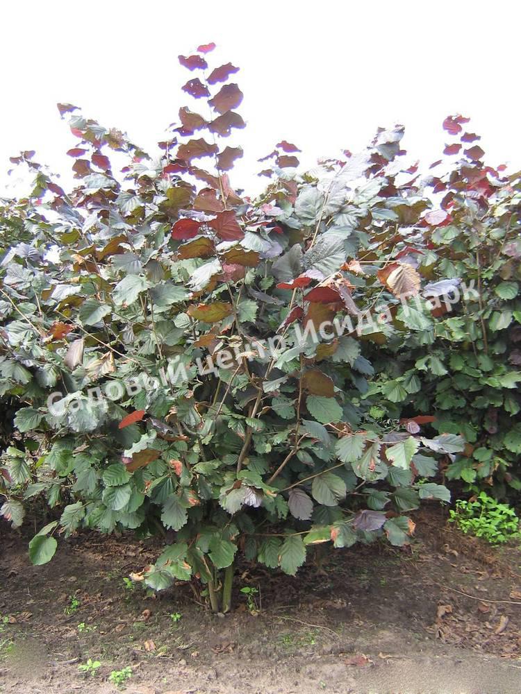 Фундук лещина обыкновенная пурпурная Атропурпурея (Atropurpurea) Фундук лещина обыкновенная пурпурная Атропурпурея (Atropurpurea)