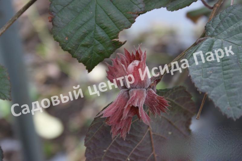 Фундук лещина Род Зеллернут (Rode Zellernoot) Фундук лещина Род Зеллернут (Rode Zellernoot)