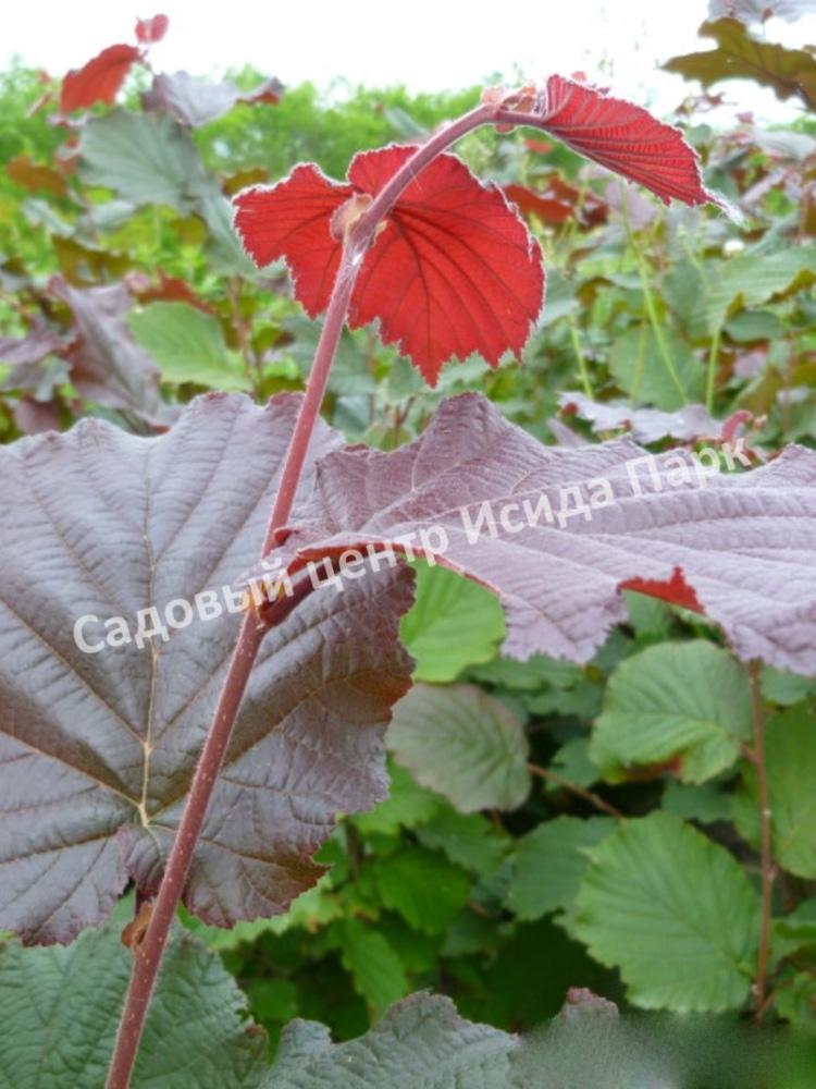 Фундук лещина Род Зеллернут (Rode Zellernoot) Фундук лещина Род Зеллернут (Rode Zellernoot)
