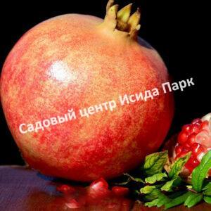Гранат Казахский (Kazakh)