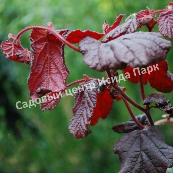 ΠΠ΅ΡΠΈΠ½Π° ΠΎΠ±ΡΠΊΠ½ΠΎΠ²Π΅Π½Π½Π°Ρ Π Π΅Π΄ ΠΠ°Π΄ΠΆΠ΅ΡΡΠΈΠΊ Π½Π° ΡΡΠ°ΠΌΠ±Π΅ (Red Majestic) ΠΠ΅ΡΠΈΠ½Π° ΠΎΠ±ΡΠΊΠ½ΠΎΠ²Π΅Π½Π½Π°Ρ Π Π΅Π΄ ΠΠ°Π΄ΠΆΠ΅ΡΡΠΈΠΊ Π½Π° ΡΡΠ°ΠΌΠ±Π΅ (Red Majestic)