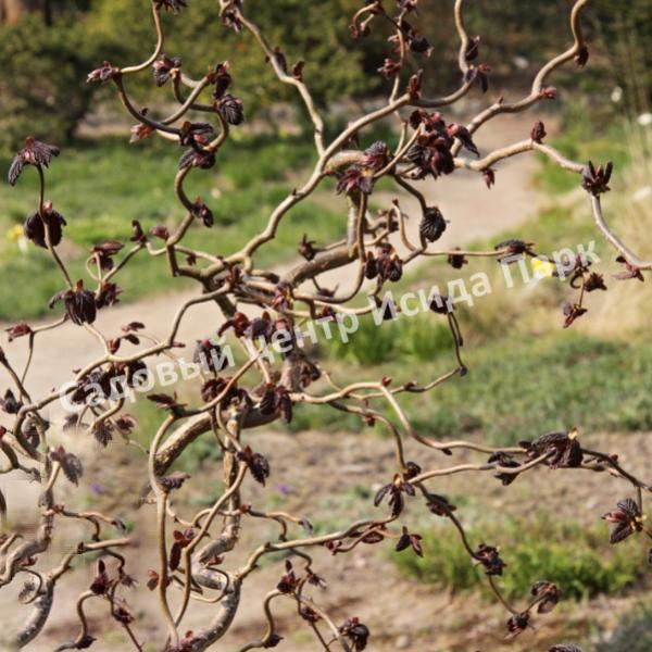 ΠΠ΅ΡΠΈΠ½Π° ΠΎΠ±ΡΠΊΠ½ΠΎΠ²Π΅Π½Π½Π°Ρ Π Π΅Π΄ ΠΠ°Π΄ΠΆΠ΅ΡΡΠΈΠΊ Π½Π° ΡΡΠ°ΠΌΠ±Π΅ (Red Majestic) ΠΠ΅ΡΠΈΠ½Π° ΠΎΠ±ΡΠΊΠ½ΠΎΠ²Π΅Π½Π½Π°Ρ Π Π΅Π΄ ΠΠ°Π΄ΠΆΠ΅ΡΡΠΈΠΊ Π½Π° ΡΡΠ°ΠΌΠ±Π΅ (Red Majestic)