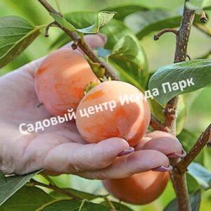 Хурма карликовая Нанус (dwarf Nanum)