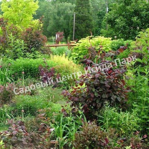 Фундук Лещина обыкновенная Литтл Роб (Little Rob) Фундук Лещина обыкновенная Литтл Роб (Little Rob)