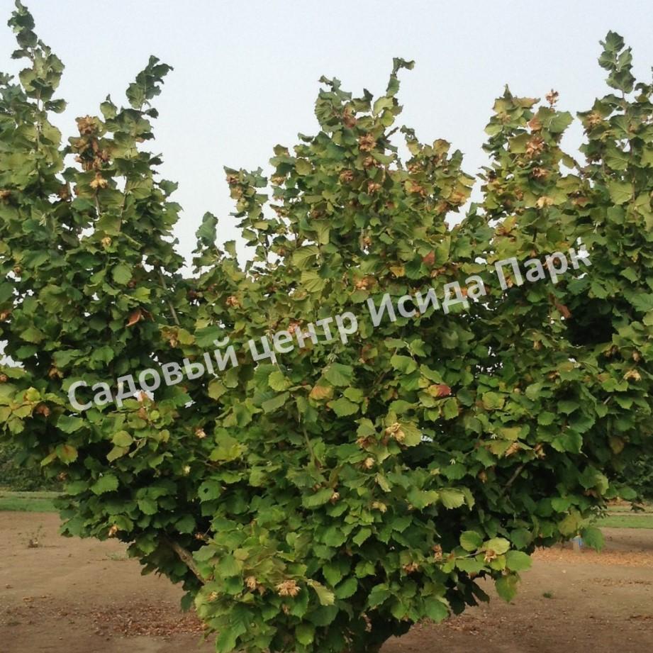 Фундук лещина Тонда Джентил Делле Ландж (Tonda Gentile delle Langhe) Фундук лещина Тонда Джентил Делле Ландж (Tonda Gentile delle Langhe)