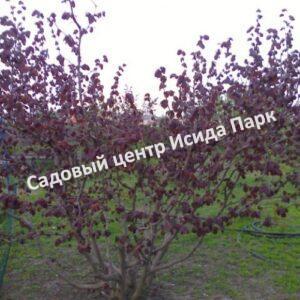 Фундук лещина Гибрид № 490 (Hybrid No. 490)