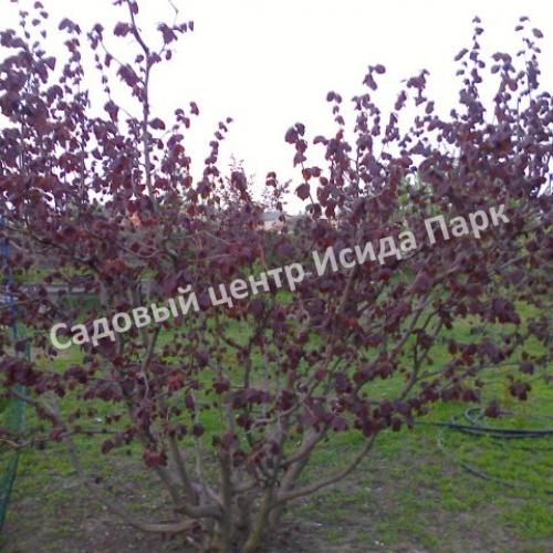 Фундук лещина Гибрид № 490 (Hybrid No. 490) Фундук лещина Гибрид № 490 (Hybrid No. 490)