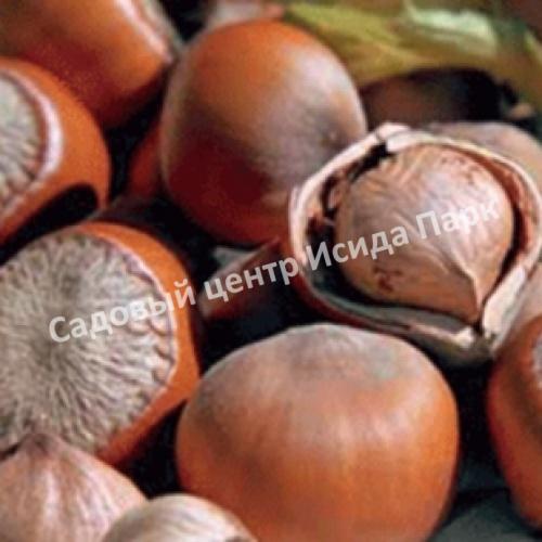 Фундук лещина Болградская новинка (Bolgrad novelty) Фундук лещина Болградская новинка (Bolgrad novelty)