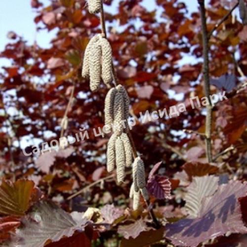 Фундук лещина Гибрид № 468 (Hybrid No. 468) Фундук лещина Гибрид № 468 (Hybrid No. 468)