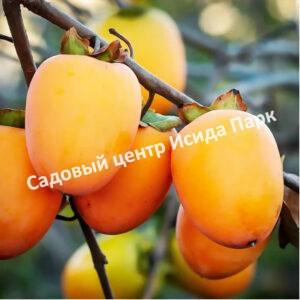 Хурма Персимон (Persimon)