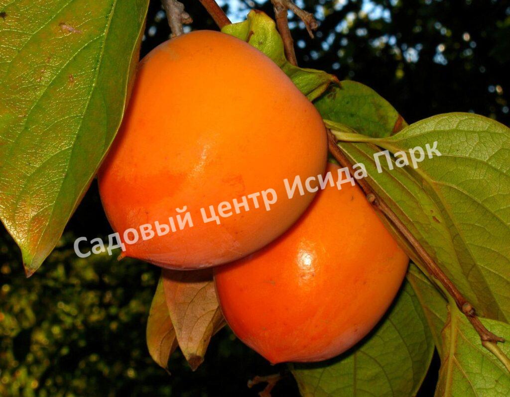 Хурма Помидорная (Tomato)