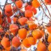 Хурма Помидорная (Tomato) 2