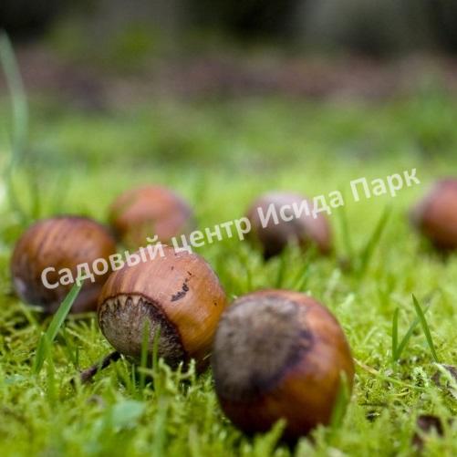 Фундук лещина Братолюбовский (Bratolyubovsky) Фундук лещина Братолюбовский (Bratolyubovsky)