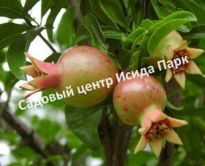 Гранат Пуника (Punica)