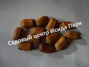 Фундук лещина Ракетный (Rocket)
