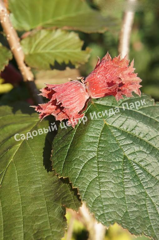 Фундук лещина Род Зеллернут (Rode Zellernoot) Фундук лещина Род Зеллернут (Rode Zellernoot)