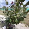 Фундук лещина Быхтинский (Bakhtinsky) 4