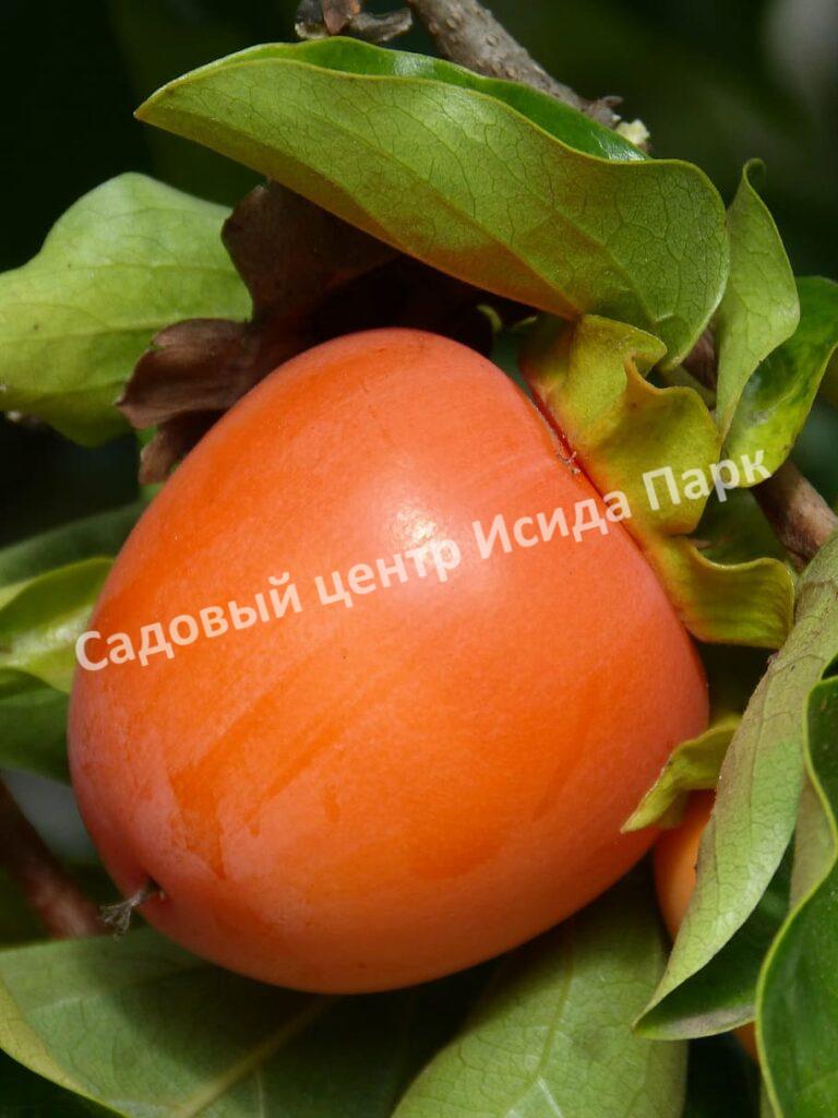 Хурма Спутник (Satellite)