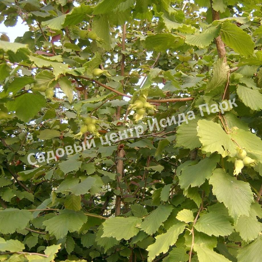 Фундук лещина Тонда Романа (The Tonda Novel) Фундук лещина Тонда Романа (The Tonda Novel)