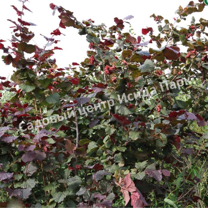 Фундук лещина Род Зеллернут (Rode Zellernoot) Фундук лещина Род Зеллернут (Rode Zellernoot)