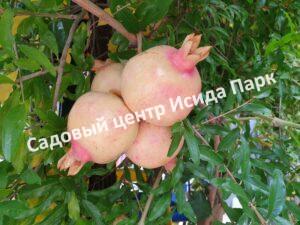 Гранат Туя Тиш (Tuya Tish)