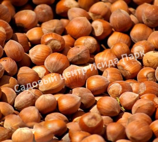 Фундук лещина Галльский целльский (Gallic Celtic) Фундук лещина Галльский целльский (Gallic Celtic)