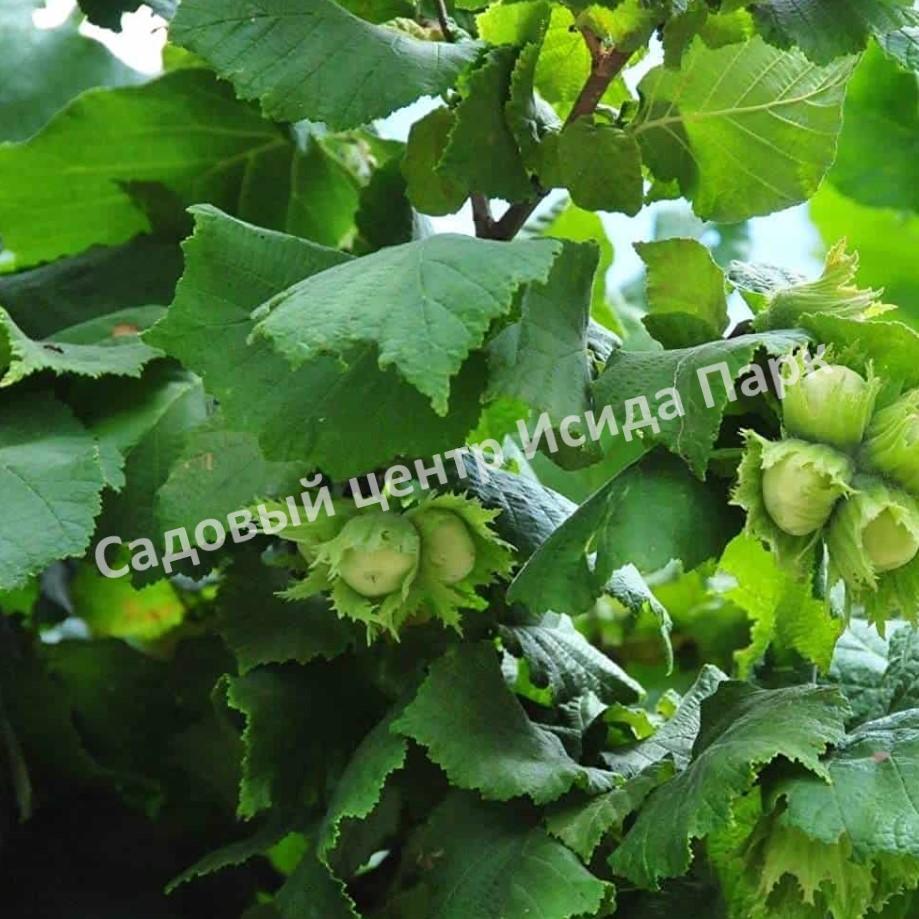 Фундук лещина Тонда Романа (The Tonda Novel) Фундук лещина Тонда Романа (The Tonda Novel)