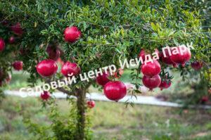 Гранат Уличный (Street level)