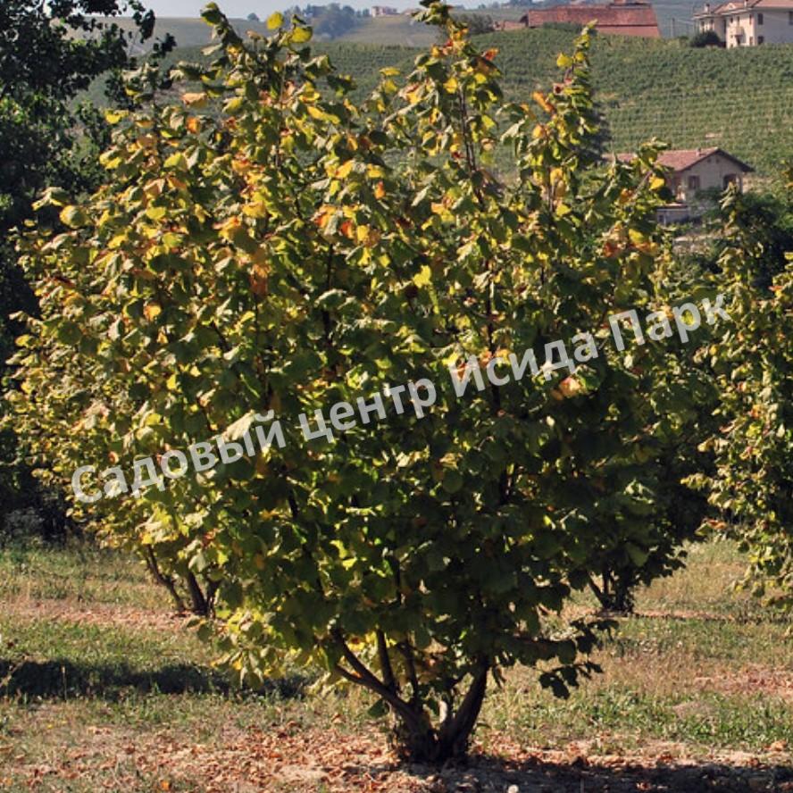 Фундук лещина Тонда ди Джиффони (Tonda di Giffoni) Фундук лещина Тонда ди Джиффони (Tonda di Giffoni)