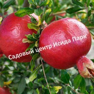 Гранат Вандерфул (WonderFul)