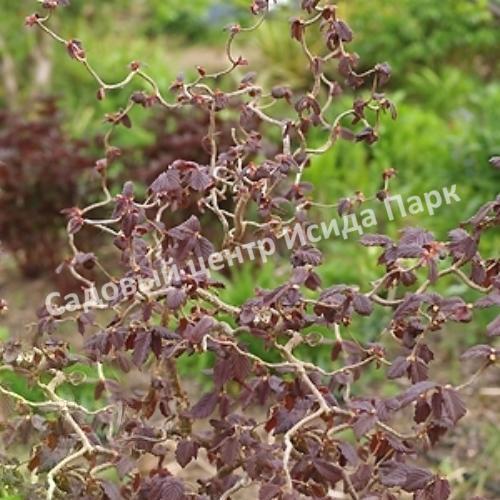 ΠΠ΅ΡΠΈΠ½Π° ΠΎΠ±ΡΠΊΠ½ΠΎΠ²Π΅Π½Π½Π°Ρ Π Π΅Π΄ ΠΠ°Π΄ΠΆΠ΅ΡΡΠΈΠΊ Π½Π° ΡΡΠ°ΠΌΠ±Π΅ (Red Majestic) ΠΠ΅ΡΠΈΠ½Π° ΠΎΠ±ΡΠΊΠ½ΠΎΠ²Π΅Π½Π½Π°Ρ Π Π΅Π΄ ΠΠ°Π΄ΠΆΠ΅ΡΡΠΈΠΊ Π½Π° ΡΡΠ°ΠΌΠ±Π΅ (Red Majestic)