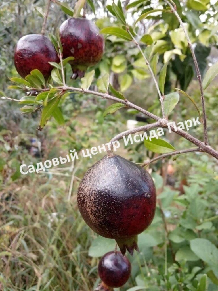 Гранат Восьмой шар (Eight Ball)