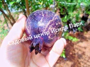 Гранат Восьмой шар (Eight Ball)
