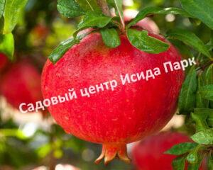 Гранат Восточный (Eastern)
