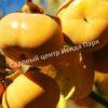 Хурма Яблочная (Apple Street) 3