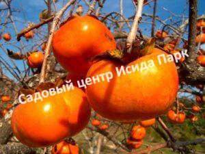 Хурма Яблочная (Apple Street)