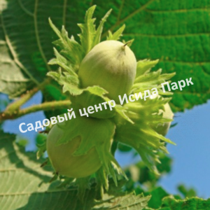 Фундук лещина Гарибальди (Garibaldi)