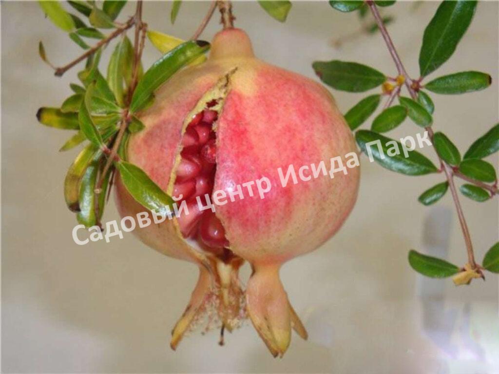 Гранат Кафирский (Kafir)